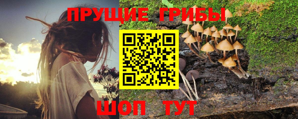 Псилоцибиновые грибы прущие грибы  Вход с VPN  Галлюциногенные грибы прущие грибы  Мценск 